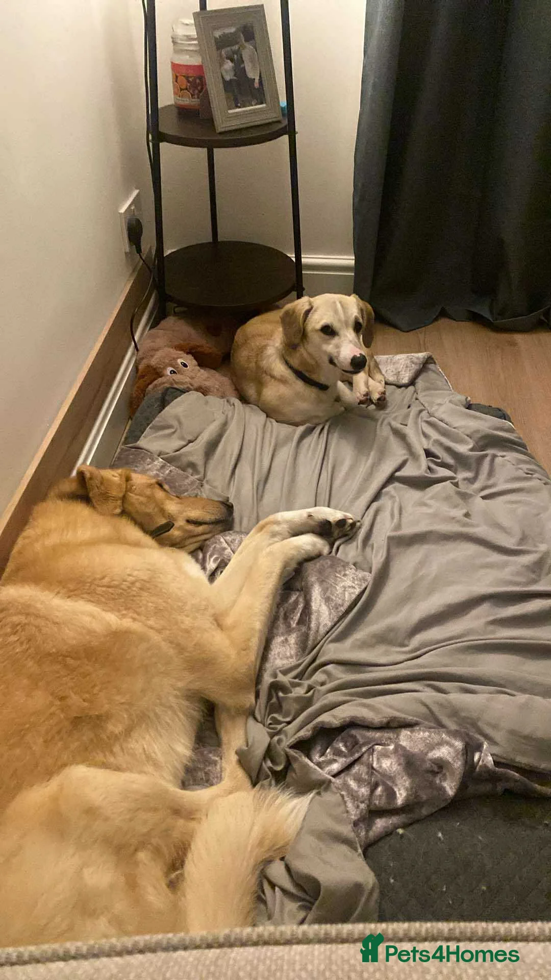 Mixed Breed dogs for adoption: MAE - RESERVED  - Advert 6