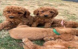 Cockapoo dogs for sale: Cockapoo  - Image 15