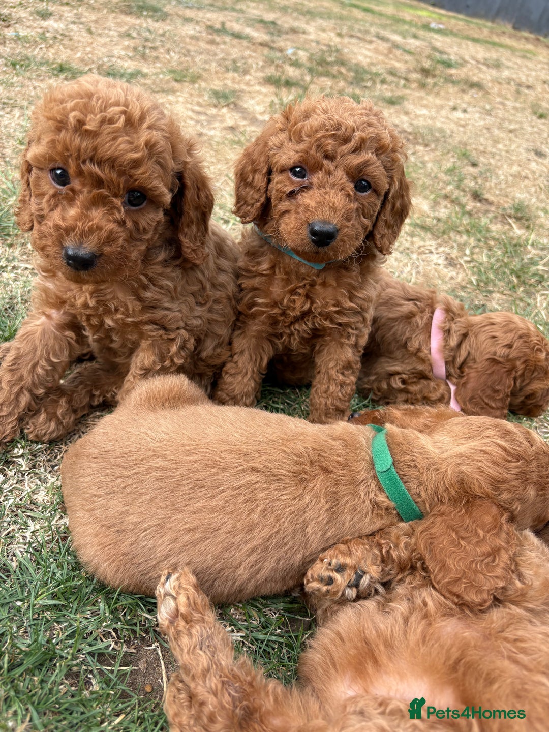 Cockapoo dogs for sale: Cockapoo  - Image 15