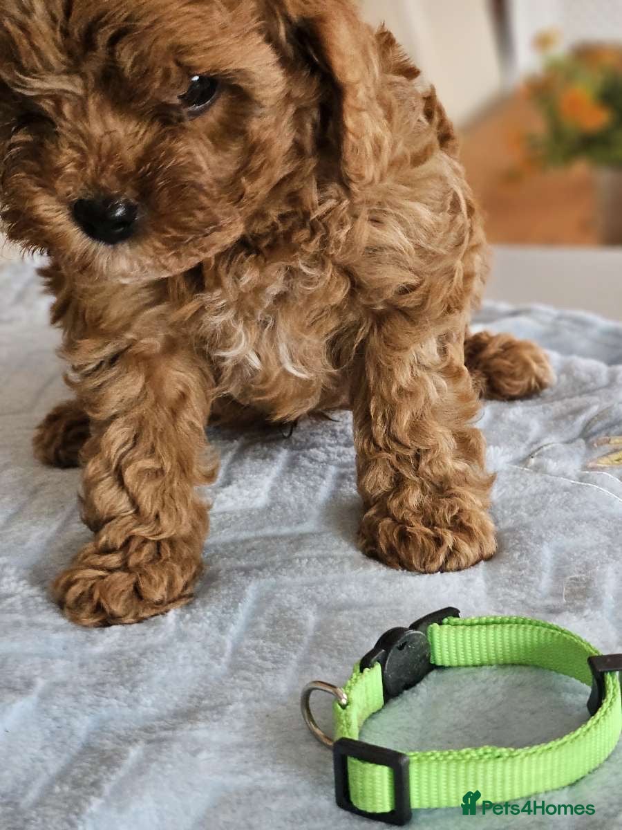 Cavapoo dogs 5* Cavapoo Puppies - Advert 2