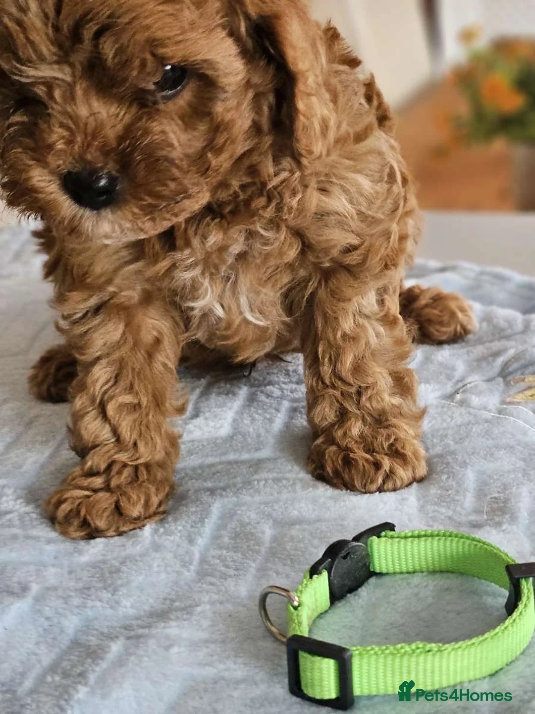 Cavapoo dogs for sale: 5* Cavapoo Puppies in Doncaster - Advert 2