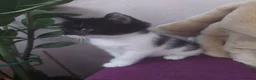 Mixed Breed cats for sale: 3 kittens  - Advert 9