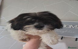 Zuchon dogs for sale: Shichon/zuchon puppies for sale  - Image 9