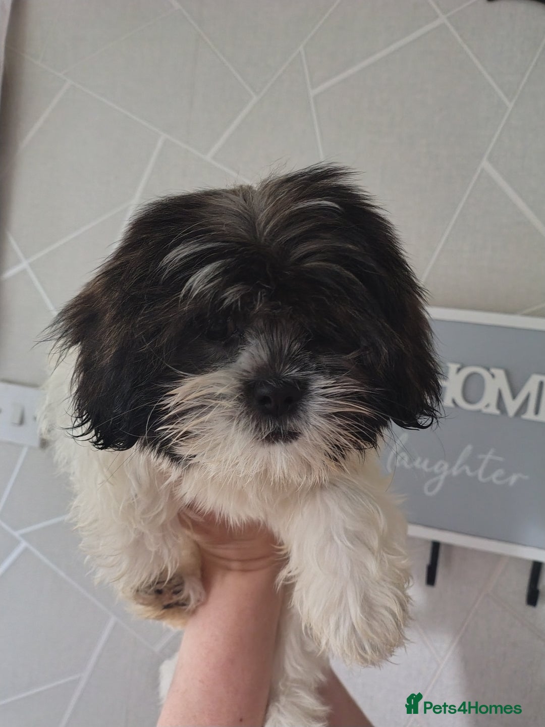 Zuchon dogs for sale: Shichon/zuchon puppies for sale  - Image 9