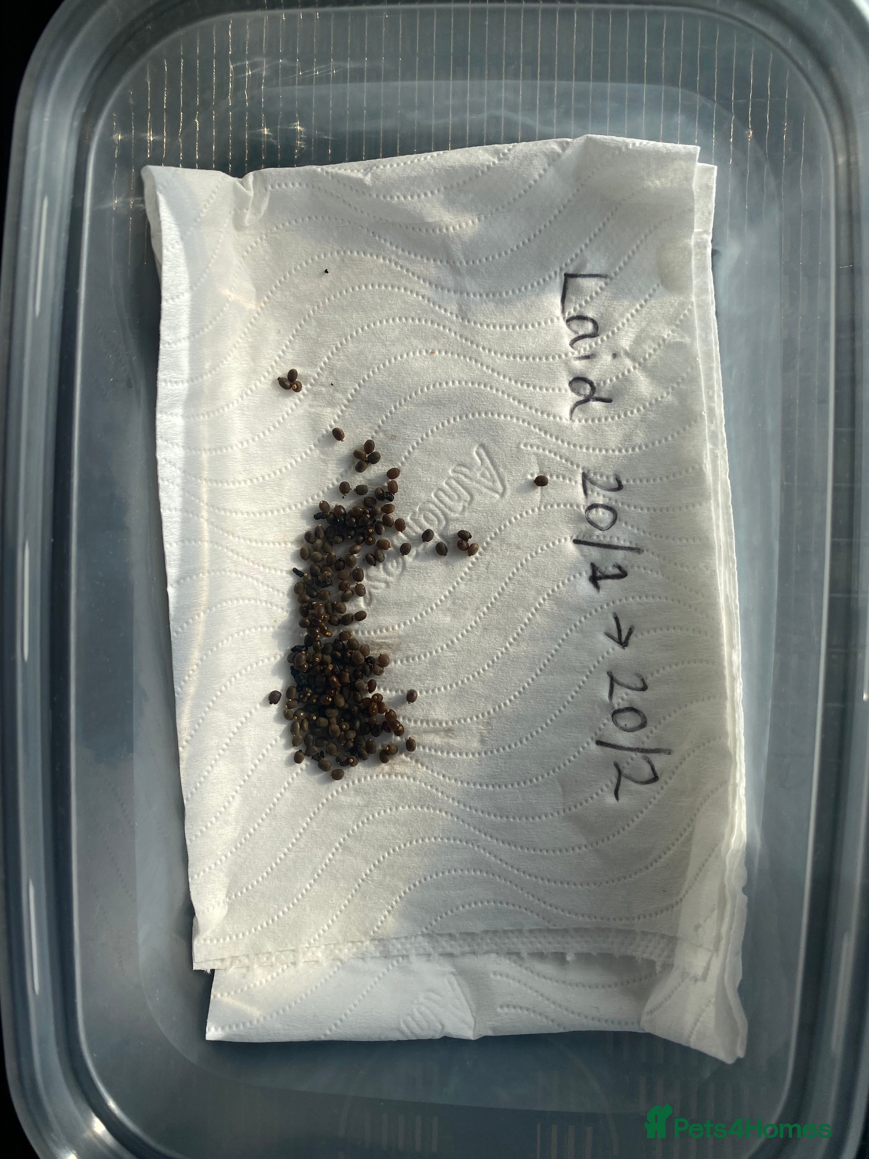 Stick Insects invertebrates Indian stick insect eggs - Advert 1