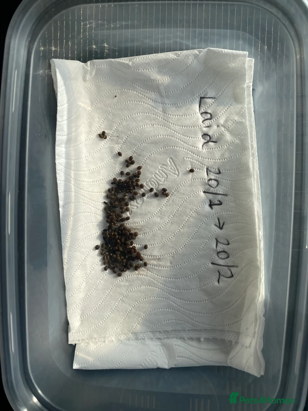 Stick Insects invertebrates for sale: Indian stick insect eggs - Advert 1