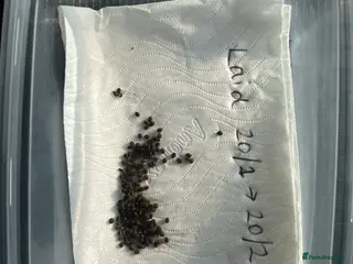 Stick Insects invertebrates Indian stick insect eggs - Advert 1