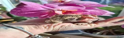 Guinea Pig rodents for sale: Purebred skinny pigs - Advert 12