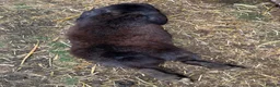 French Lop rabbits for sale: Male French Lop  - Advert 2