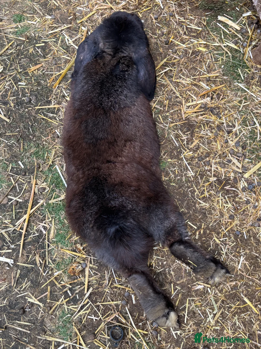 French Lop rabbits for sale: Male French Lop  - Advert 2