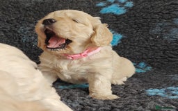 Mixed Breed dogs for sale: 🐾 Dakota Sports Retrievers 🐾 (Mini Retrievers)  - Image 14