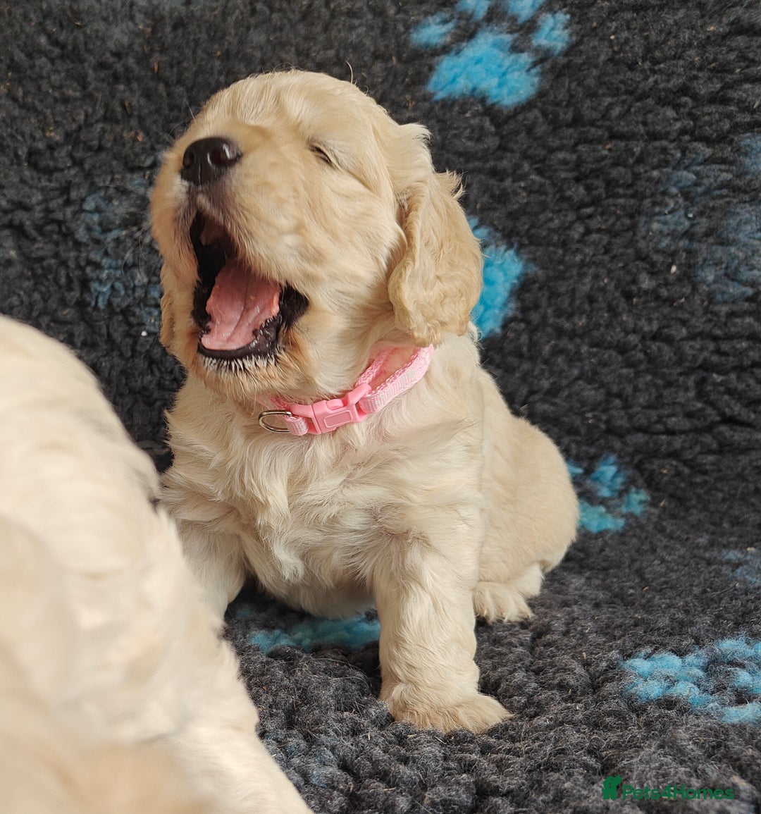 Mixed Breed dogs for sale: 🐾 Dakota Sports Retrievers 🐾 (Mini Retrievers)  - Image 14