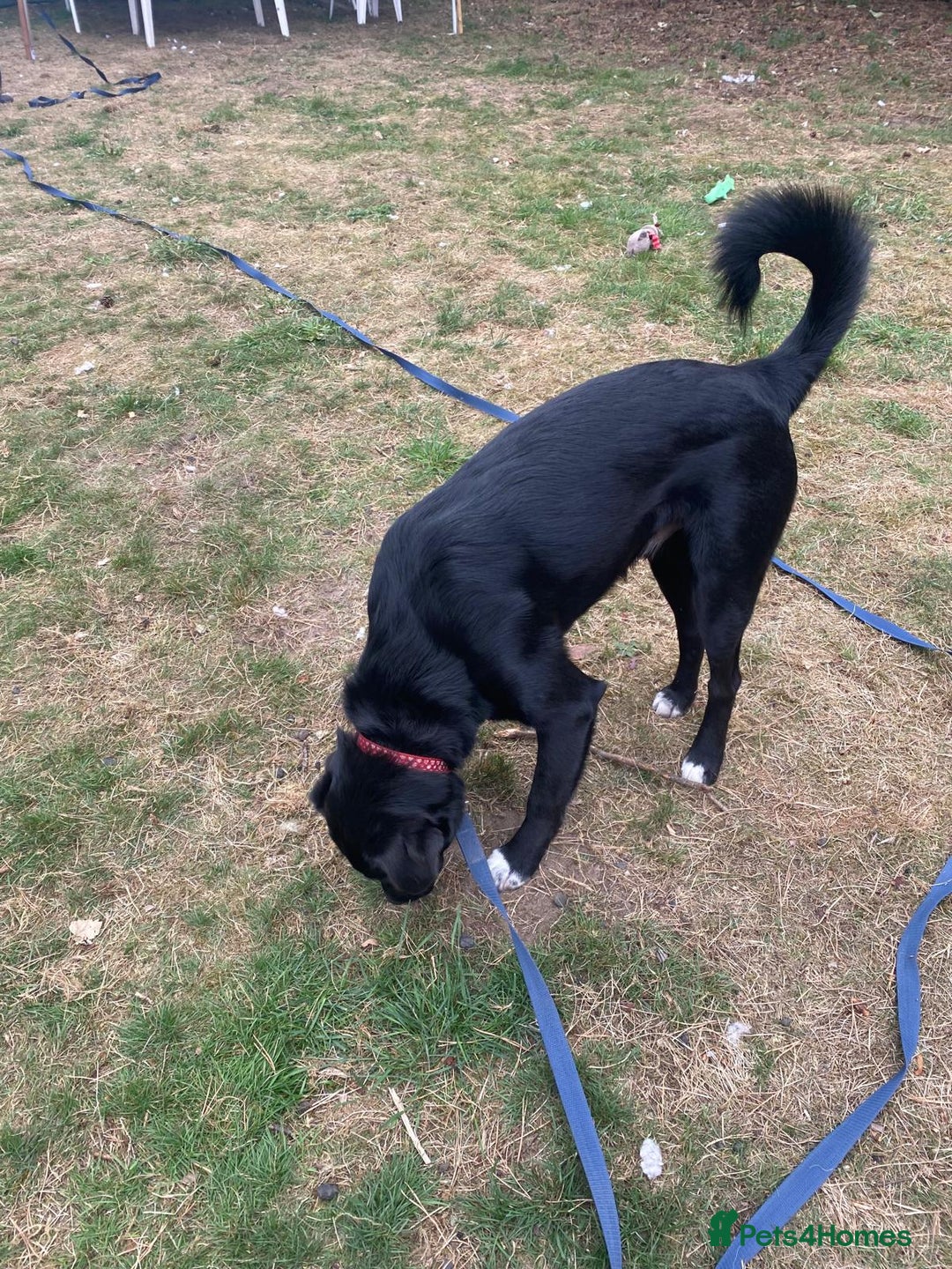 Mixed Breed dogs for adoption: Meet DIESEL, a smart Boy for the Right Loving Home - Advert 9