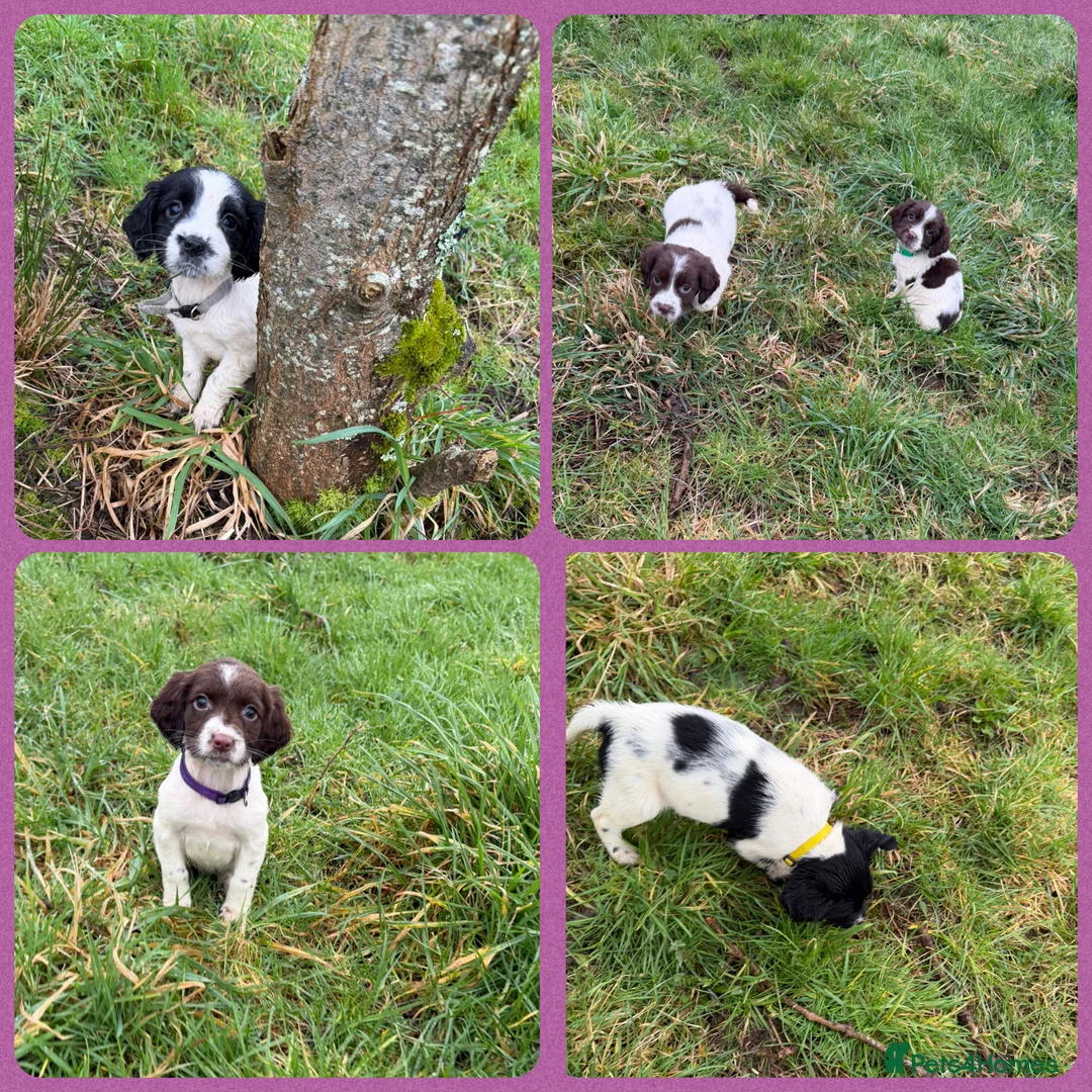 English Springer Spaniel dogs for sale: KC Registered English Springer Spaniel Pups - Advert 1