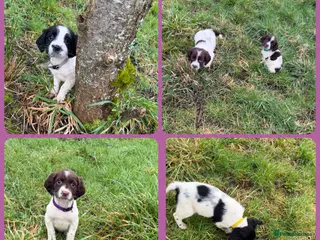 English Springer Spaniel dogs KC Registered English Springer Spaniel Pups - Advert 6