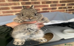 Netherland Dwarf rabbits for sale: Gorgeous Netherland Dwarf Rabbits - 3 left 🐰 - Image 5
