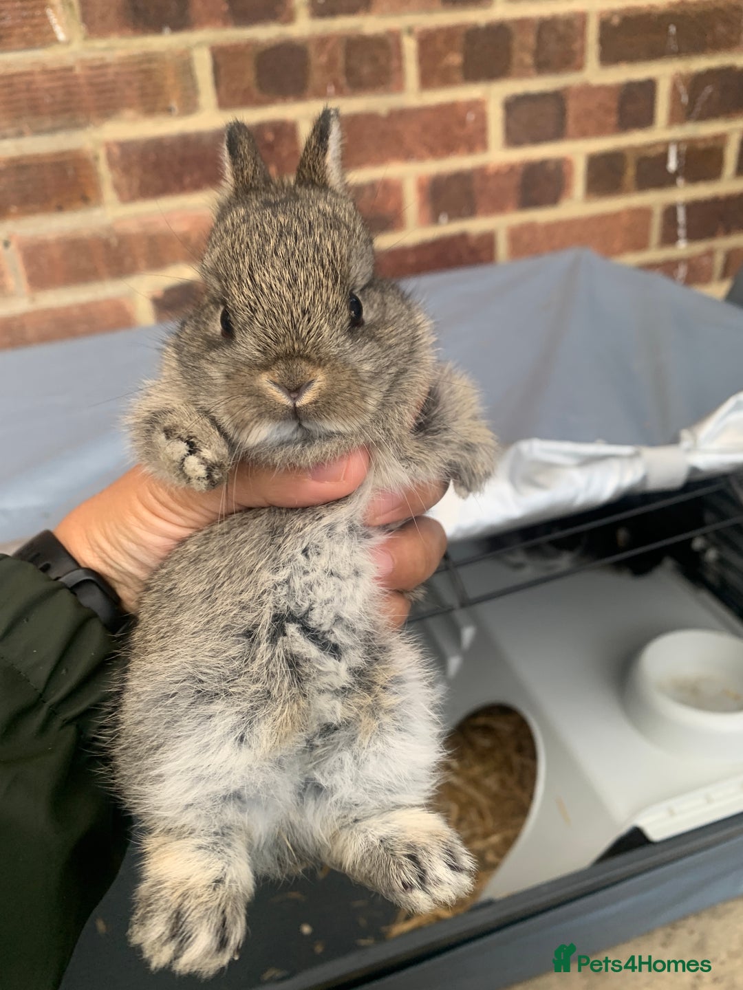 Netherland Dwarf rabbits for sale: Gorgeous Netherland Dwarf Rabbits - 3 left 🐰 - Image 5