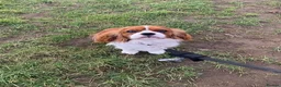 Cavalier King Charles Spaniel dogs for stud: KC REG CHAMPION SIRED HEALTH TESTED CLEAR CAV STUD in Hoddesdon - Advert 19