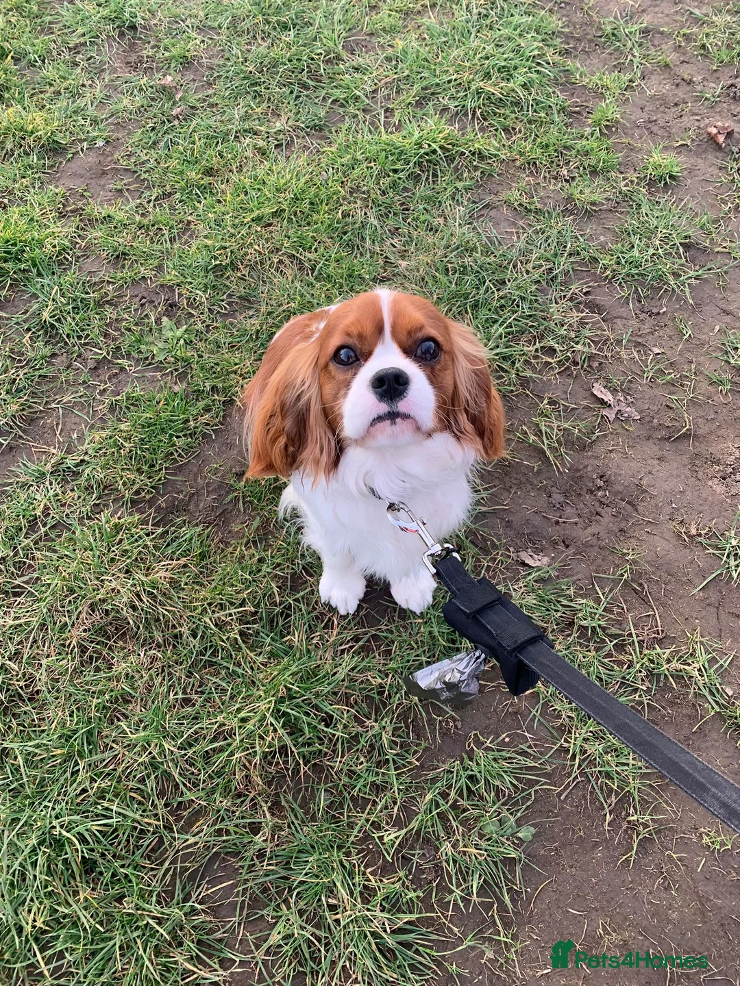 Cavalier King Charles Spaniel dogs for stud: KC REG CHAMPION SIRED HEALTH TESTED CLEAR CAV STUD in Hoddesdon - Advert 19