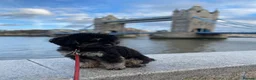 Cockapoo dogs for sale: Stunning Black & Brown Cockapoo Puppies! 🐾 in Leeds - Advert 6