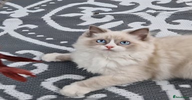 Ragdoll cats in Colchester - Advert 11