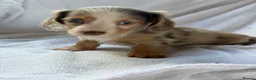 Miniature Dachshund dogs for sale: 2 beautiful dapple girls  - Advert 18