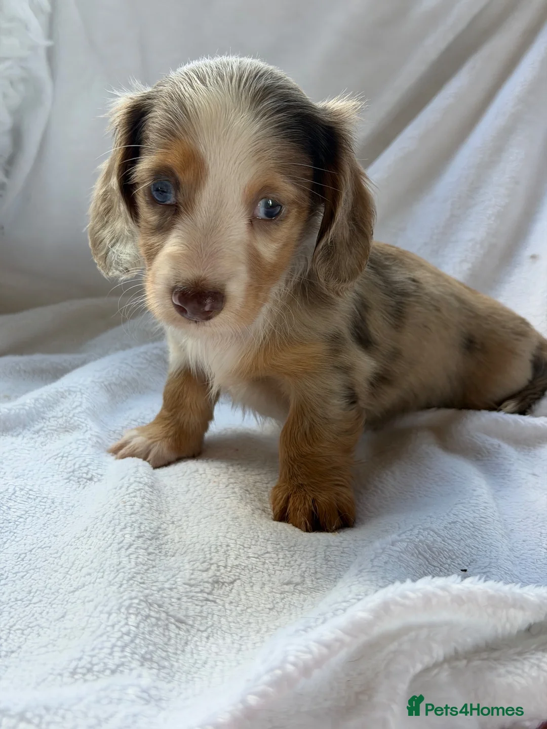 Miniature Dachshund dogs for sale: 2 beautiful dapple girls  - Advert 18
