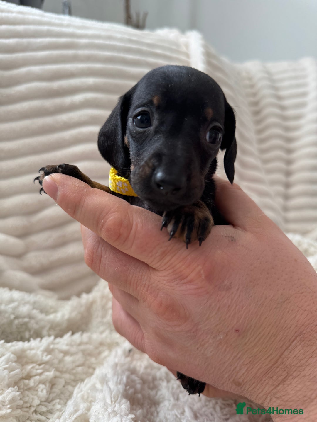 Miniature Dachshund dogs for sale: 8 Adorable miniature dachshund puppies - Advert 8