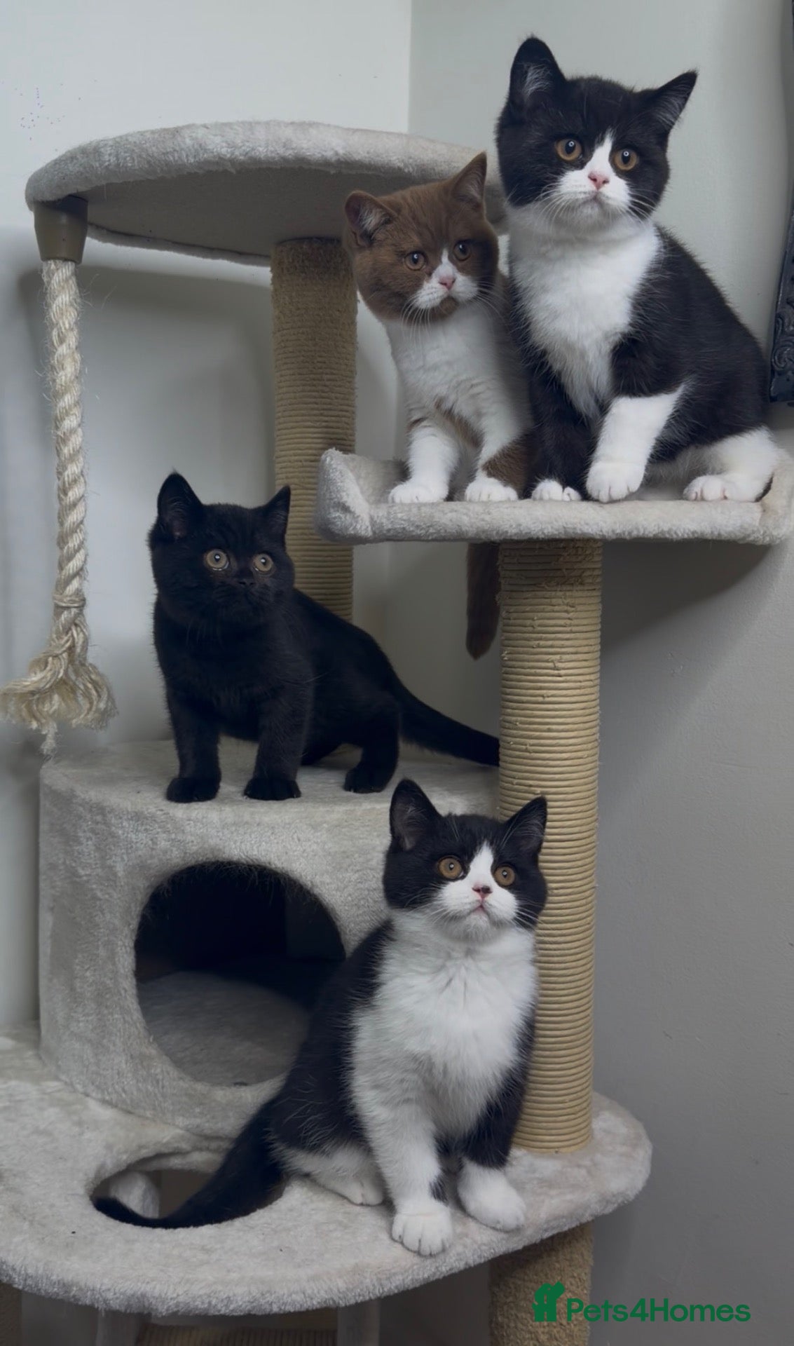 British Shorthair cats STUNNING BSH KITTENS - Advert 2