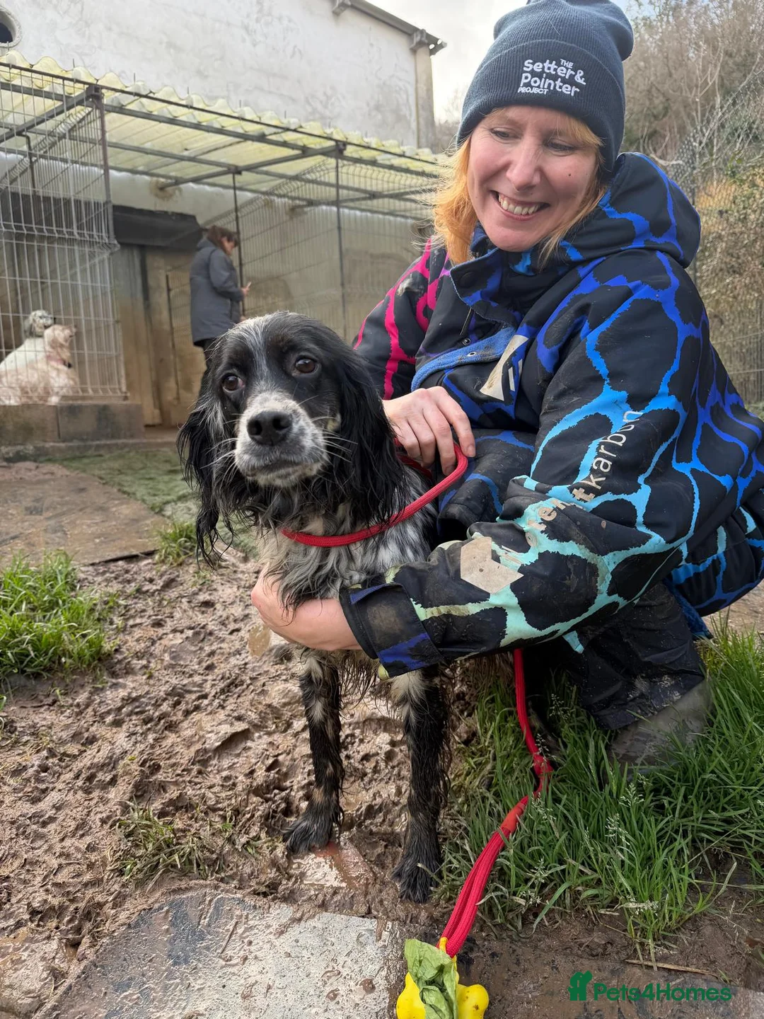 English Setter dogs for adoption: Lina  - Advert 12