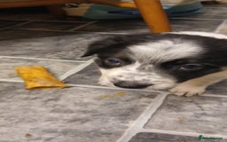 Border Collie dogs for sale: My babies  - Image 8