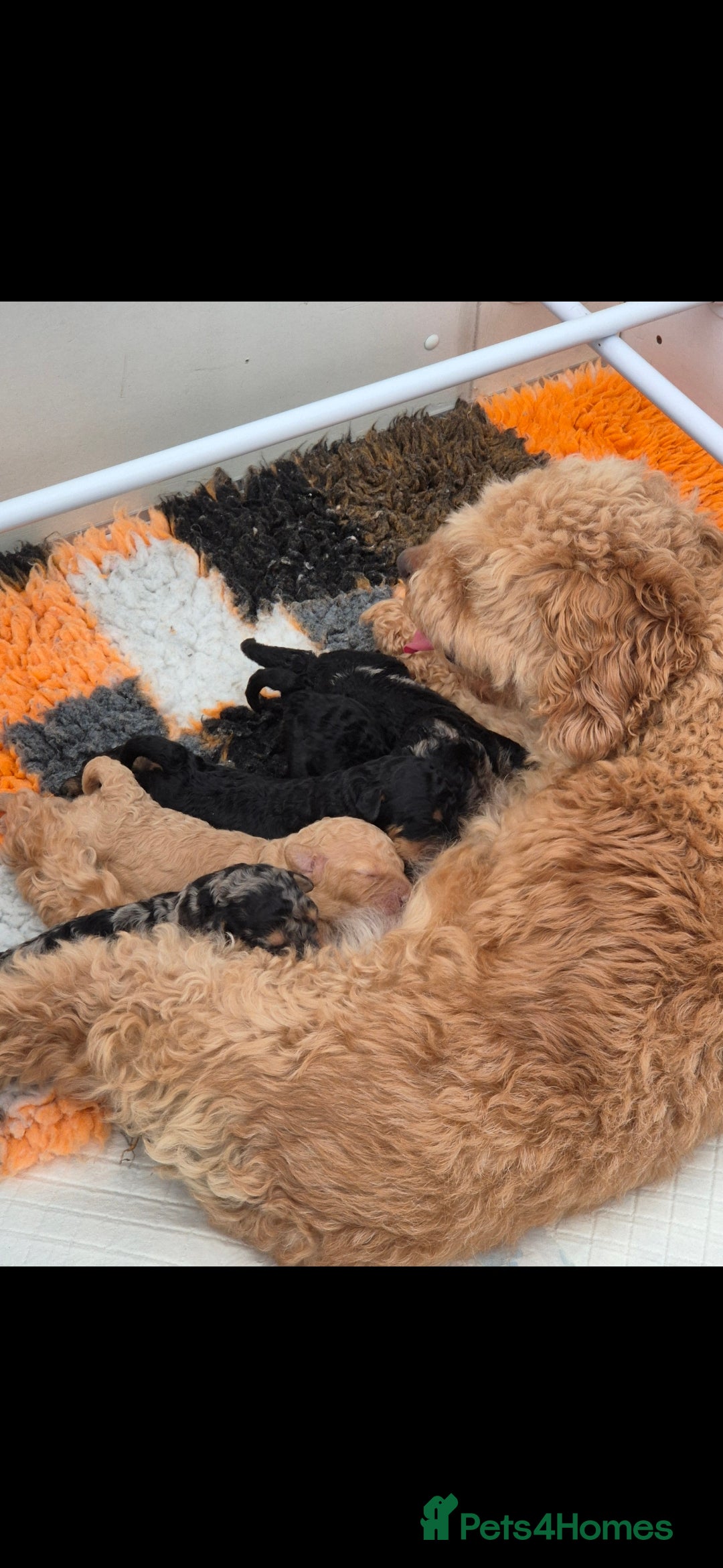 Cockapoo dogs for sale: F1B COCKAPOO PUPPIES  - Image 2