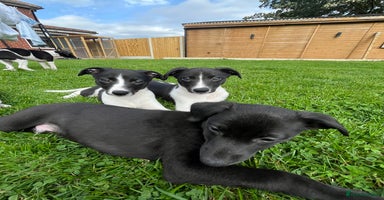 Whippet dogs - Advert 15