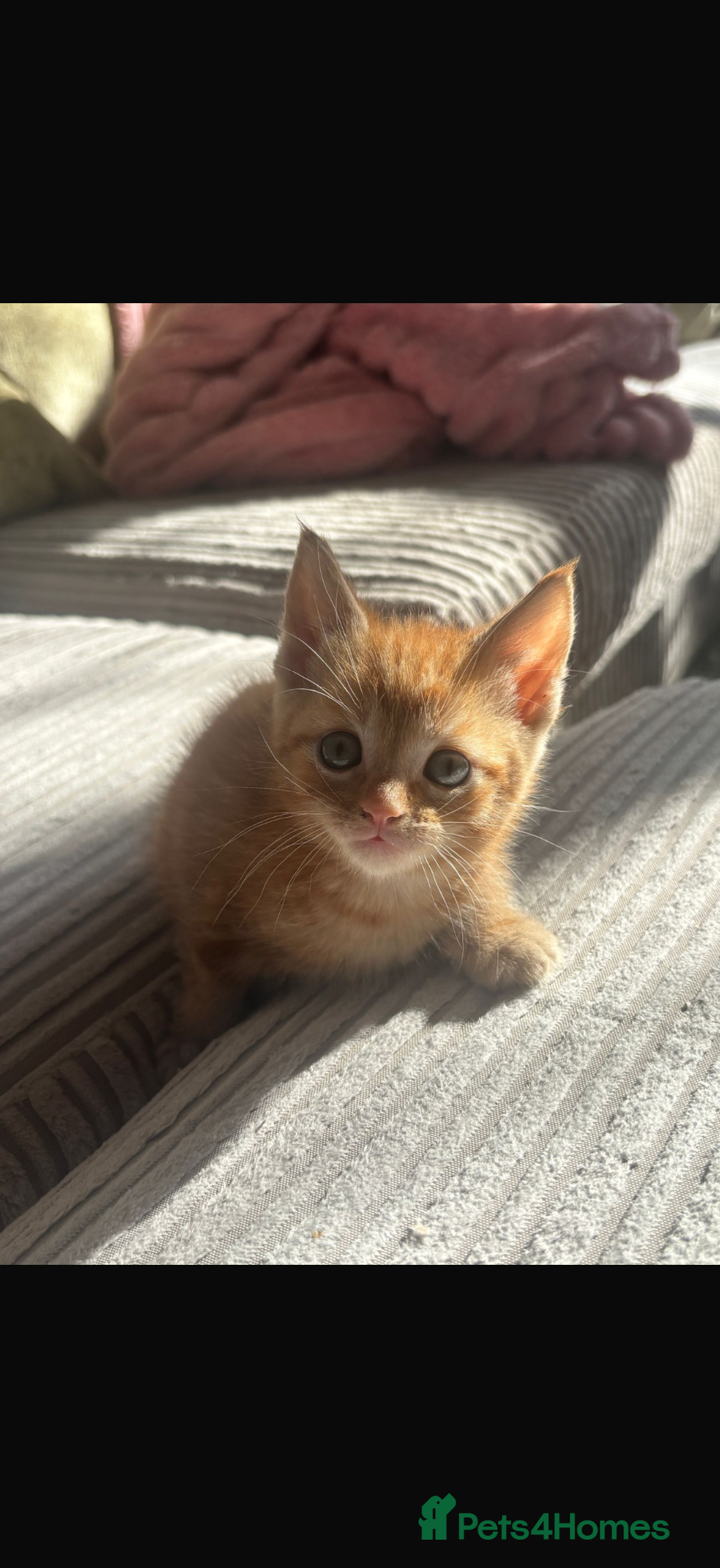 British Shorthair cats Only 1 left! Beautiful ginger kitten  - Advert 2