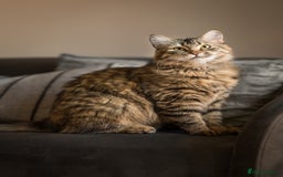 Siberian cats for sale: Exceptional Siberian Kittens - Waiting List Open - Image 17