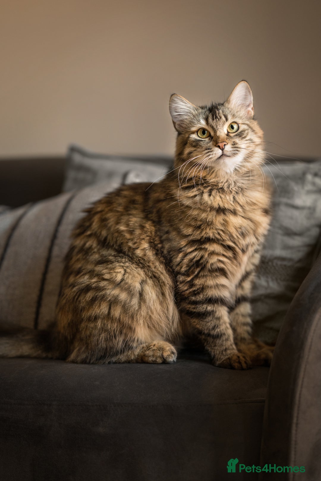 Siberian cats for sale: Exceptional Siberian Kittens - Waiting List Open - Image 17