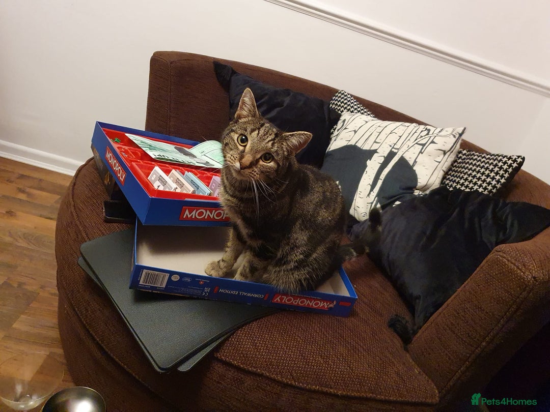 Mixed Breed cats for sale: 'Haze' - Image 1