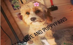 Cavapoo dogs for sale: Cavapoo boy 5 star licensed breeder - Image 3