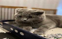 Scottish Fold cats for sale: Scottish fold and straight kittens  - Image 22
