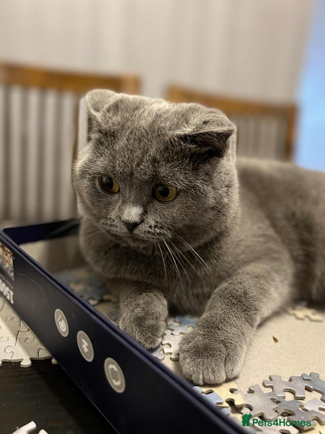 Scottish Fold cats for sale: Scottish fold and straight kittens  - Image 22