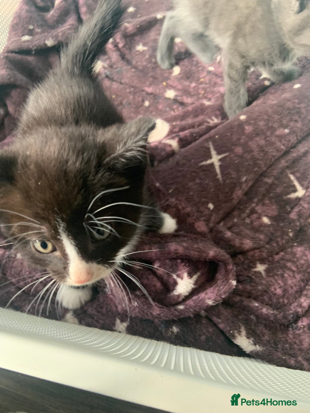 Mixed Breed cats for sale: Kittens - Image 3