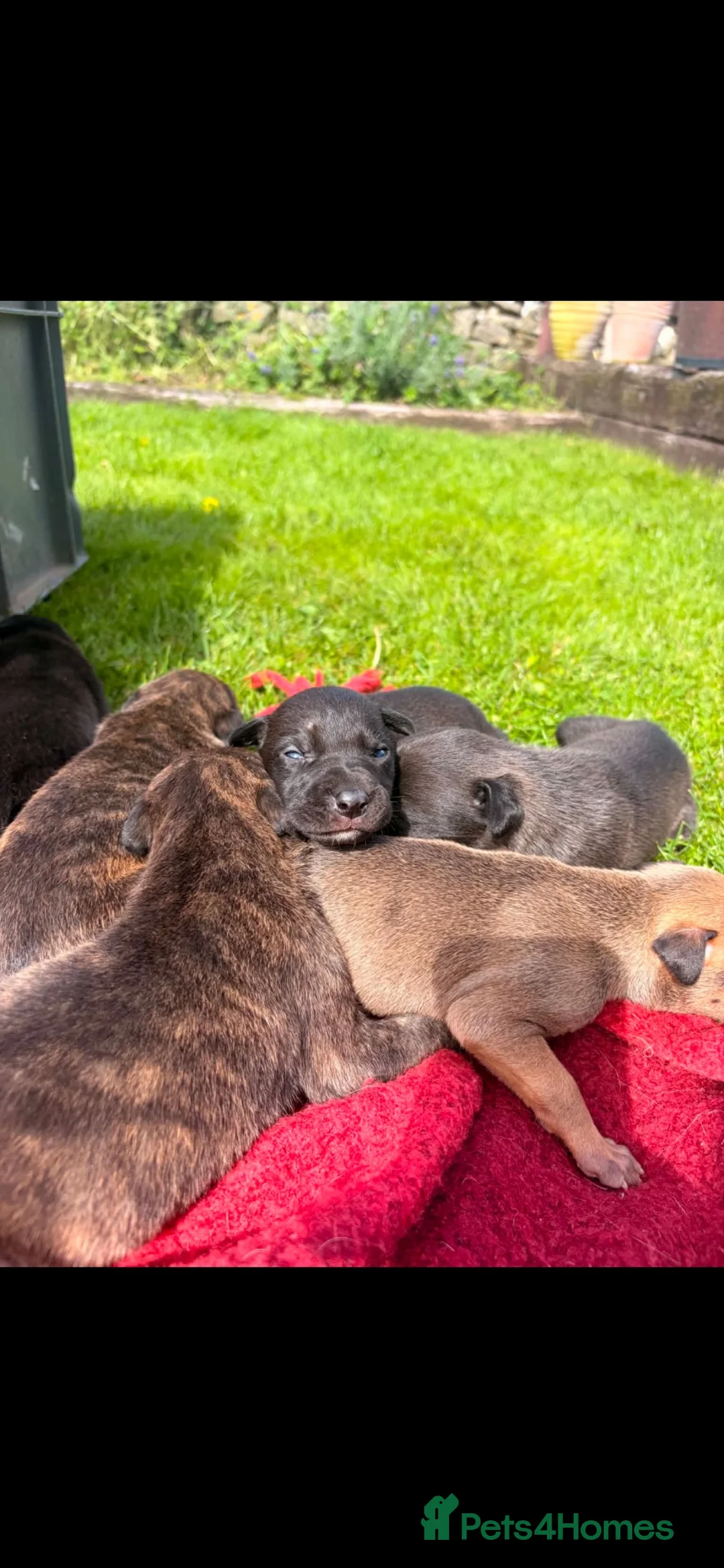 Lurcher dogs for sale: Bullx SalukiDeerhoundGreyhound  in York - Advert 2