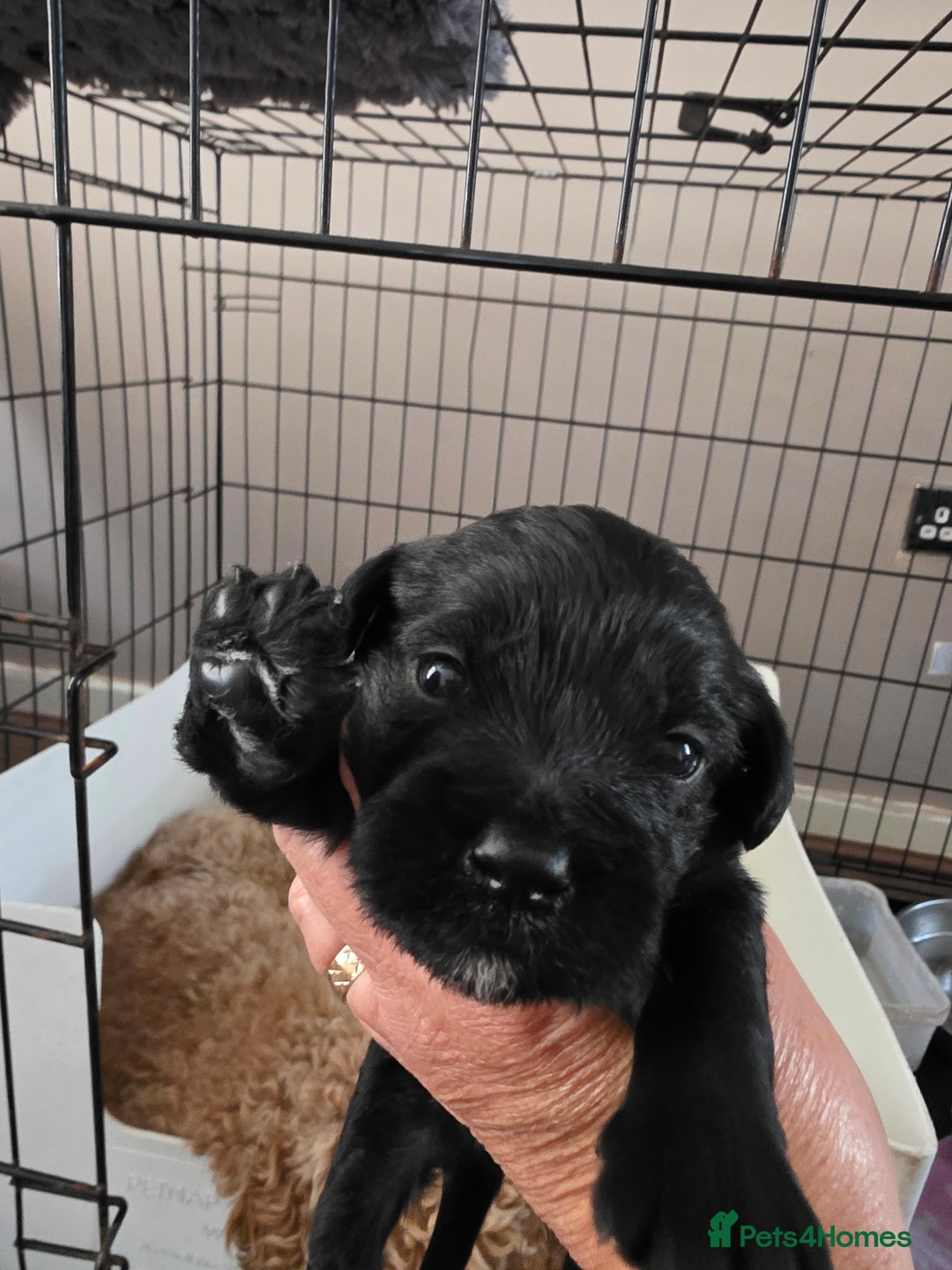 Mixed Breed dogs for sale: Schnockerpoo's - Image 11