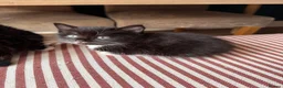 Mixed Breed cats for sale: Tuxedo Kittens looking for a loving home  - Advert 5