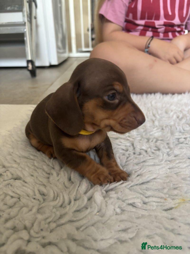 Miniature Dachshund dogs for sale:  beautiful miniature Dachshund puppies for sale - Advert 3