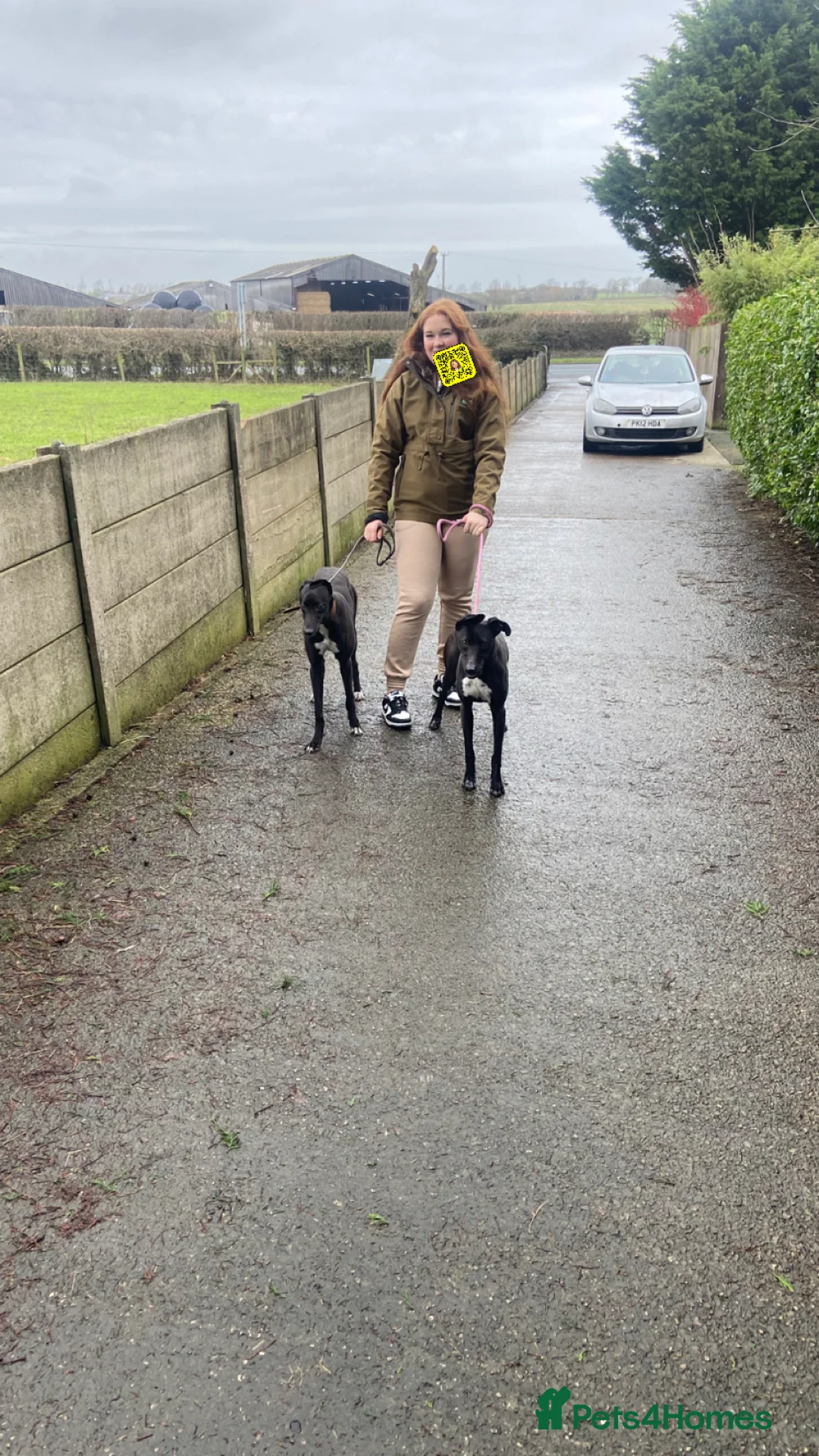 Lurcher dogs for sale: Lurcher bitch  - Advert 4