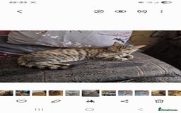 Mixed Breed cats for sale: Mixed breed female cat Free to a good home - Image 3