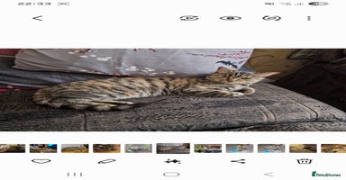 Mixed Breed cats - Advert 5