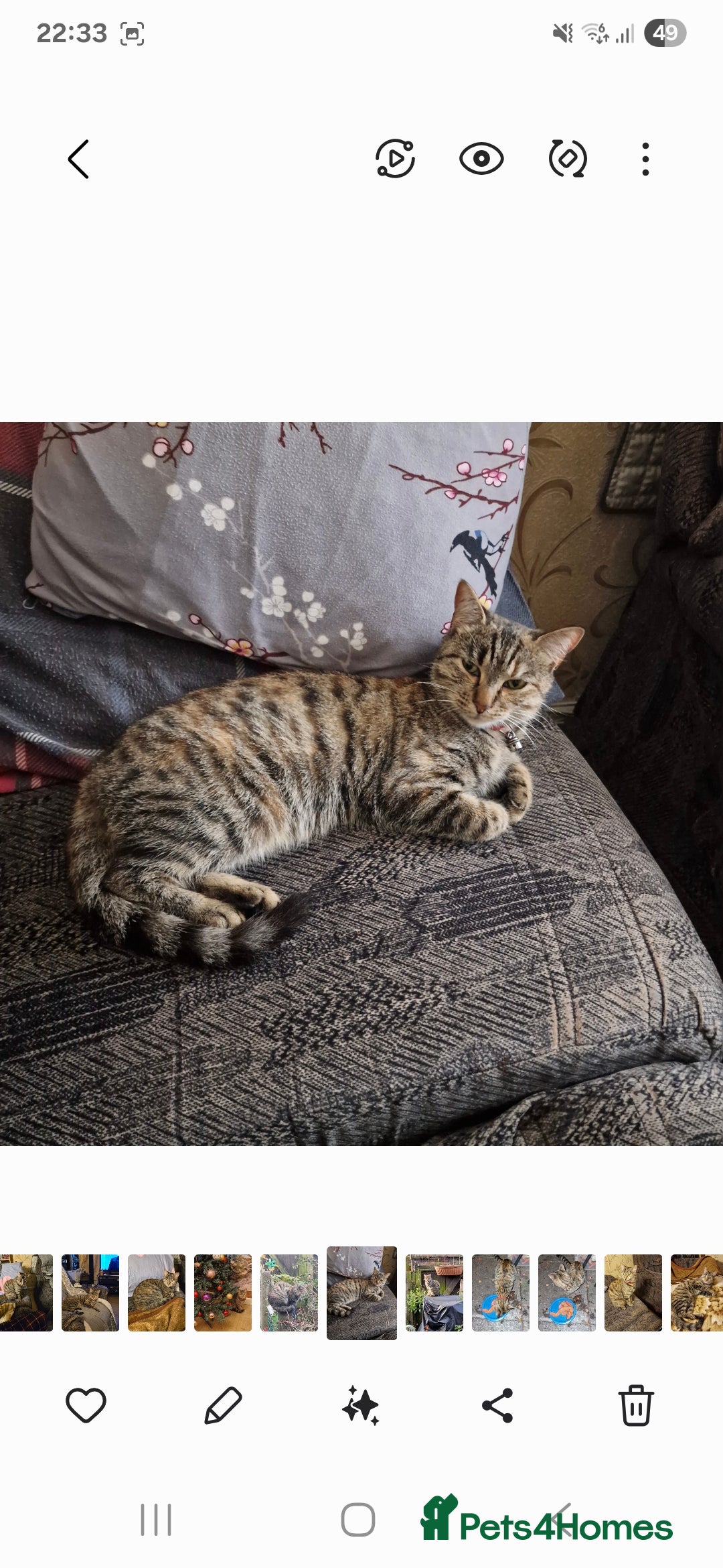 Mixed Breed cats for sale: Mixed breed female cat Free to a good home - Image 3