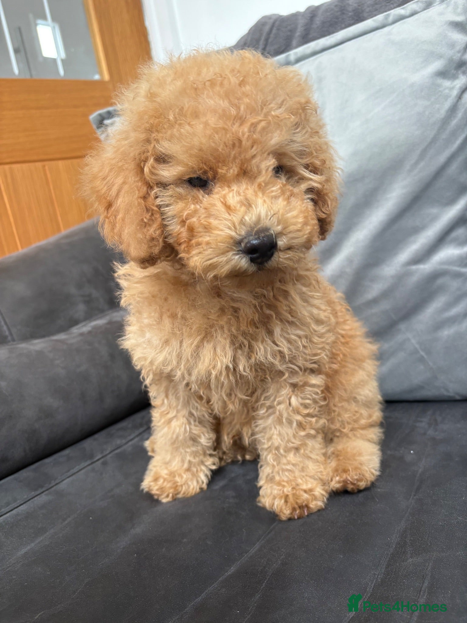 Yorkiepoo dogs 1 YORKIPOO BOY LEFT  - Advert 2
